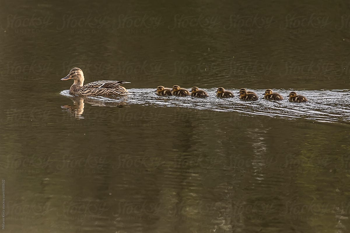 Female duck and ducklings on a pond