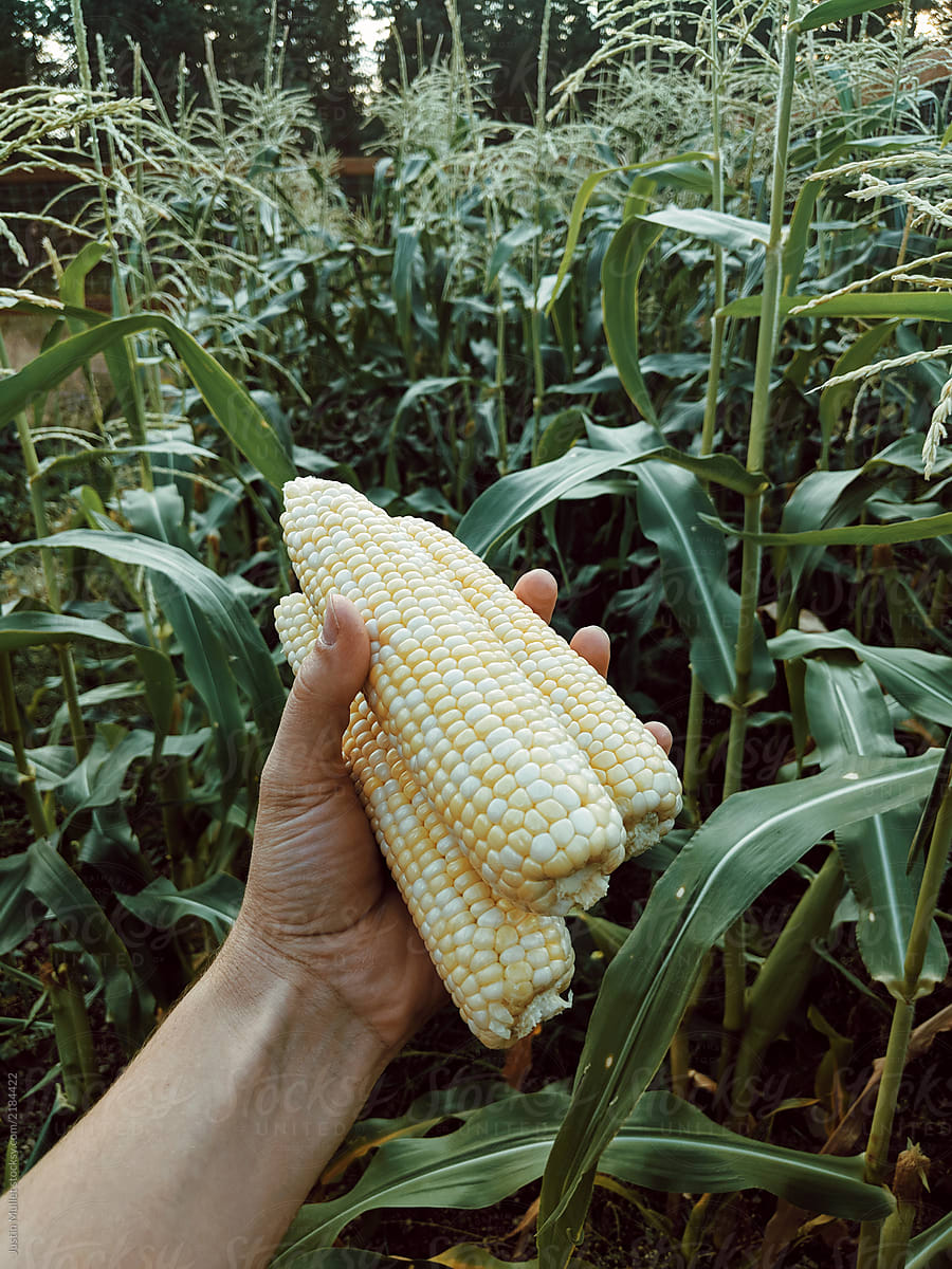 Husked ears of corn in a cornfield