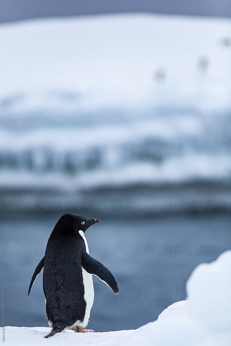 Penguin with Sea in Background