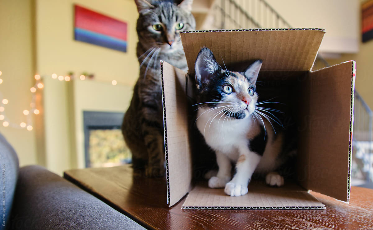 Kitten in a box with an annoyed cat behind her