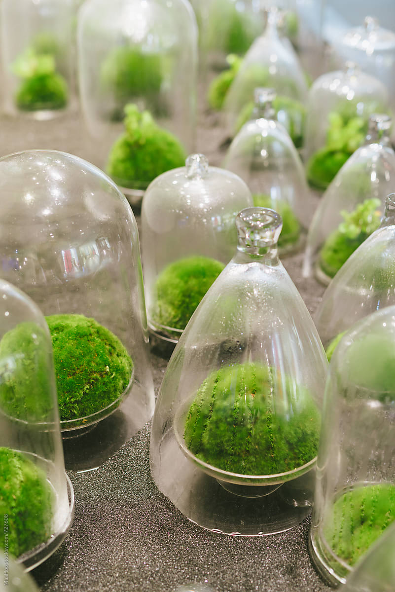 Plants grown in glass bottle