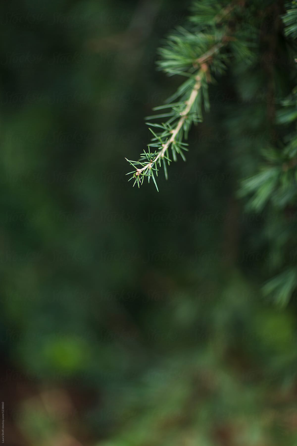 Close up of tiny conifer twig on the tree