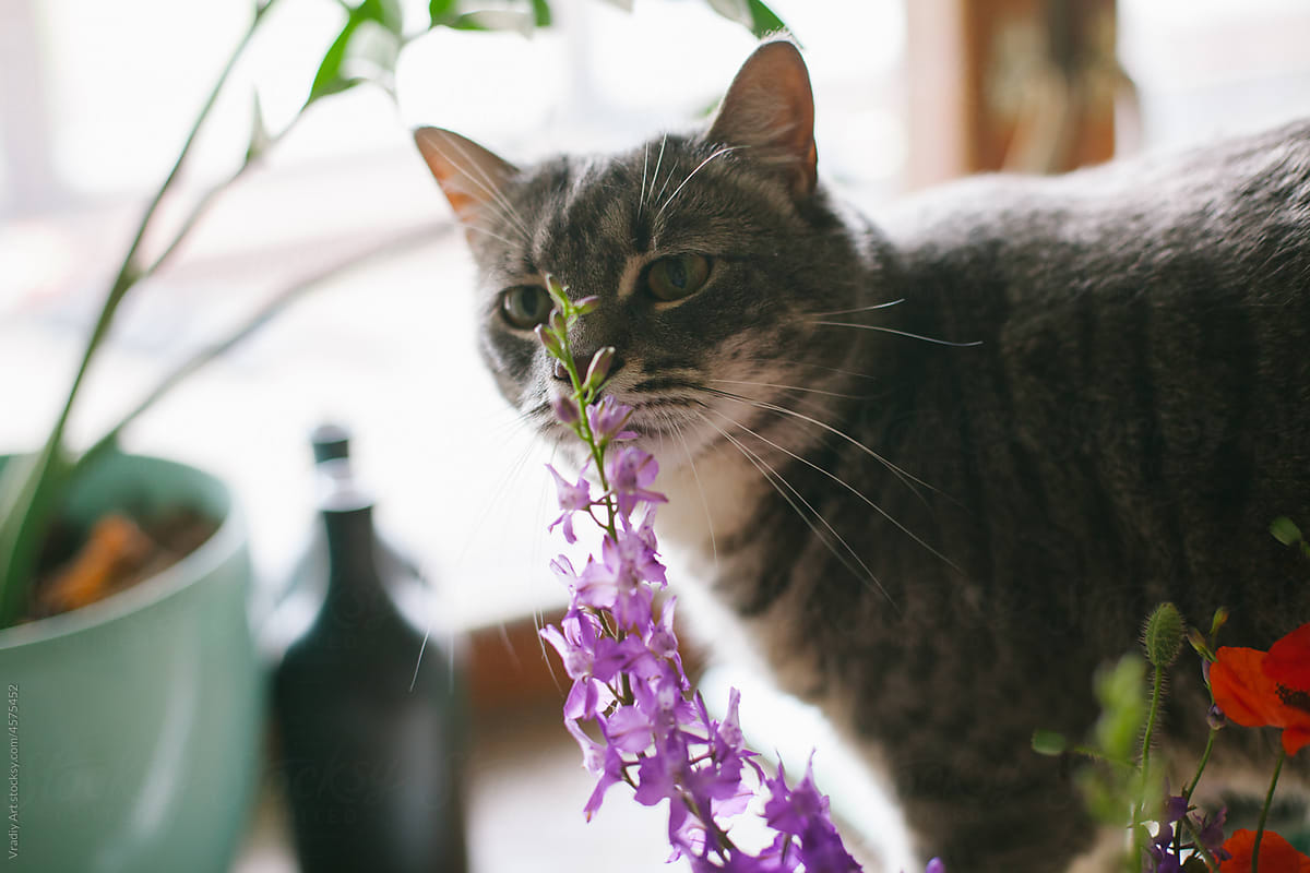 Grey cat smells flowers at home
