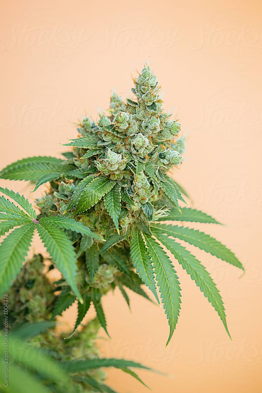 marijuana plant on orange background