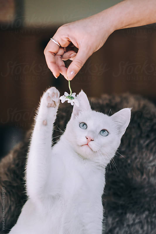 Curious white cat playing with a daisy