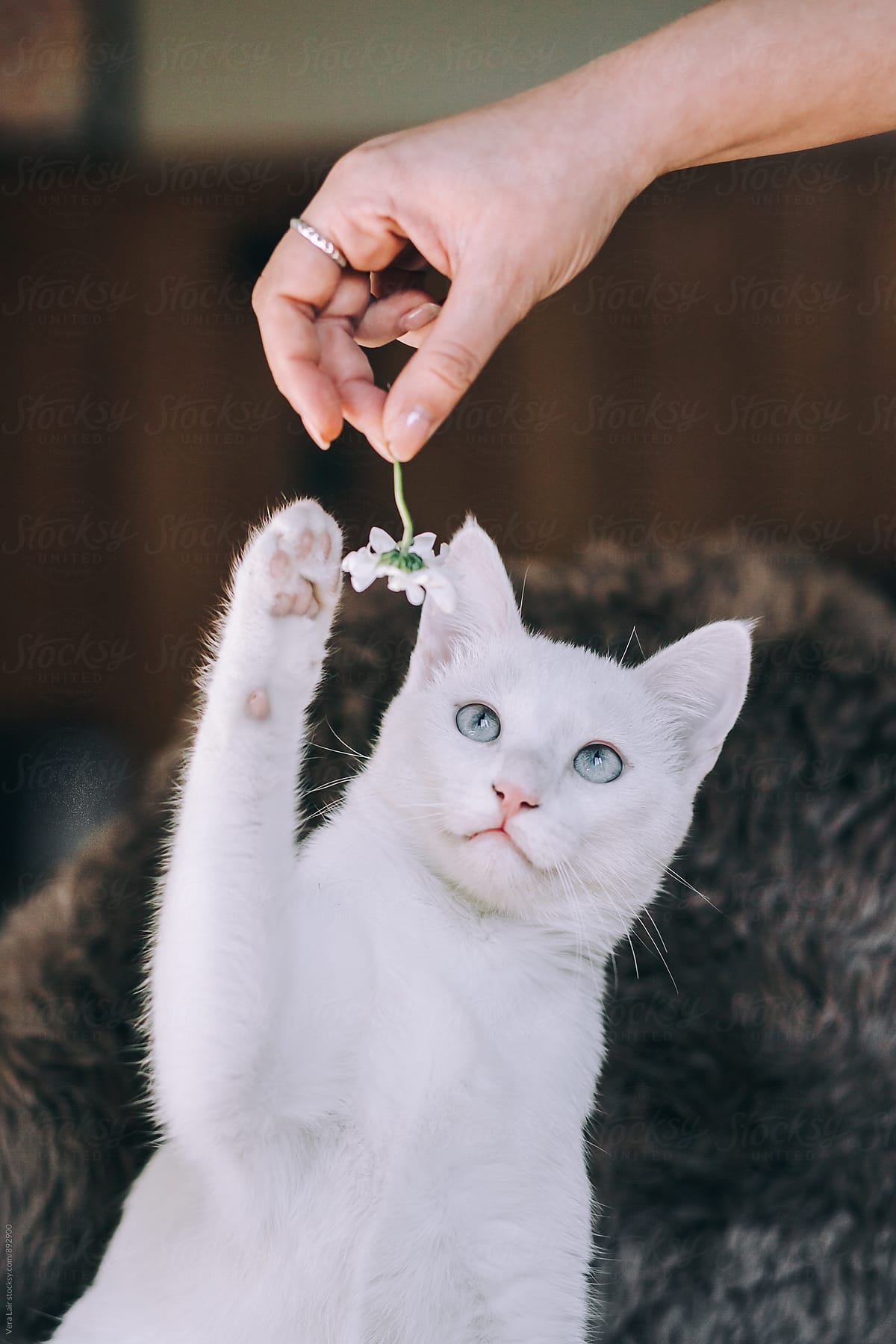 Curious white cat playing with a daisy