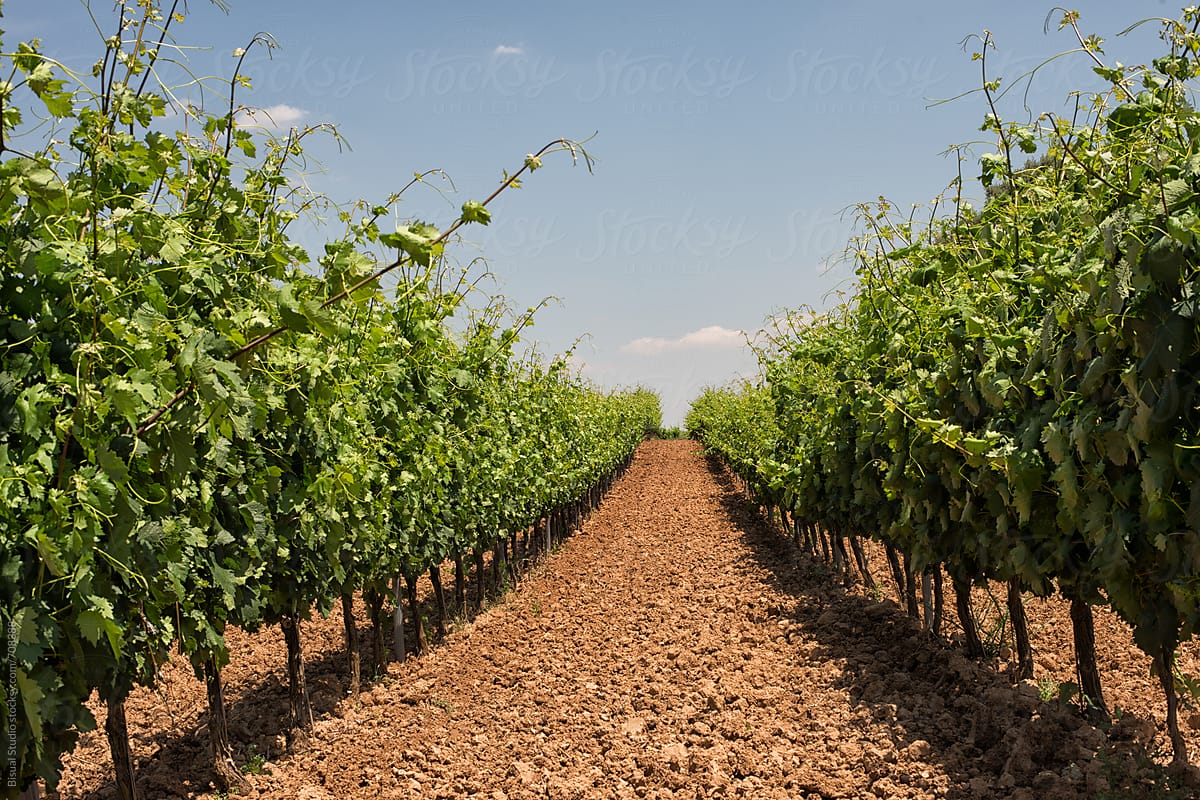 Vineyard in Ribera del Duero, Spain