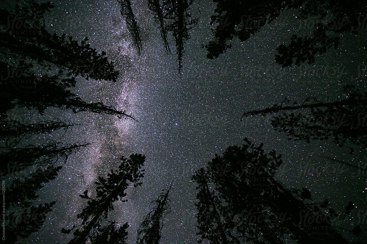 Starry forest nights