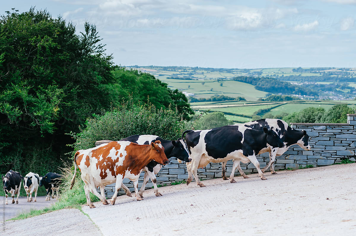 Cows marching up the road in Wales