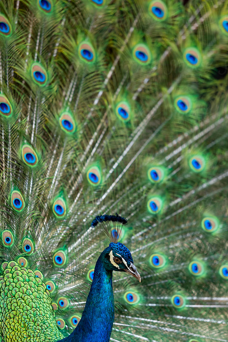 Peacock Bird nature plume  in Costa Rica