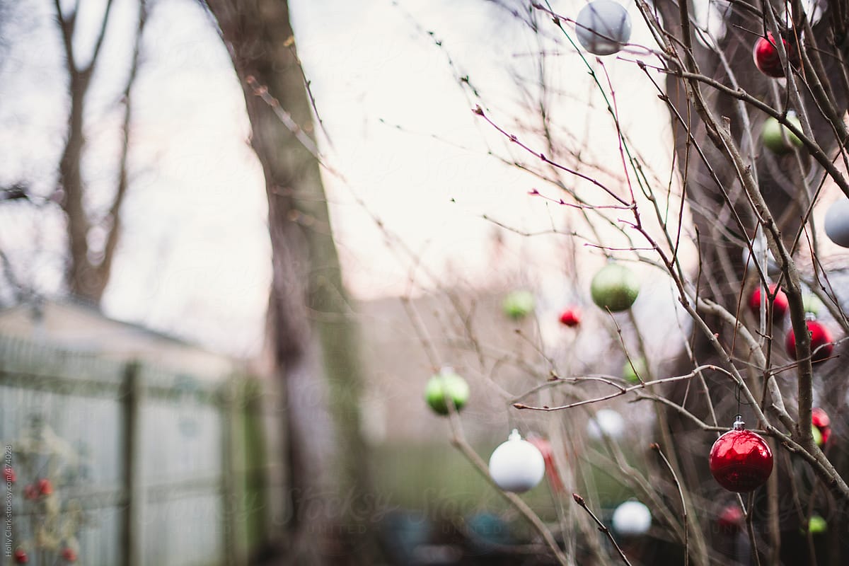 Christmas ornaments on a barren bush in a city garden.