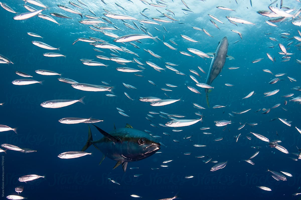 Yellowfin Tuna Feeding on a Baitball