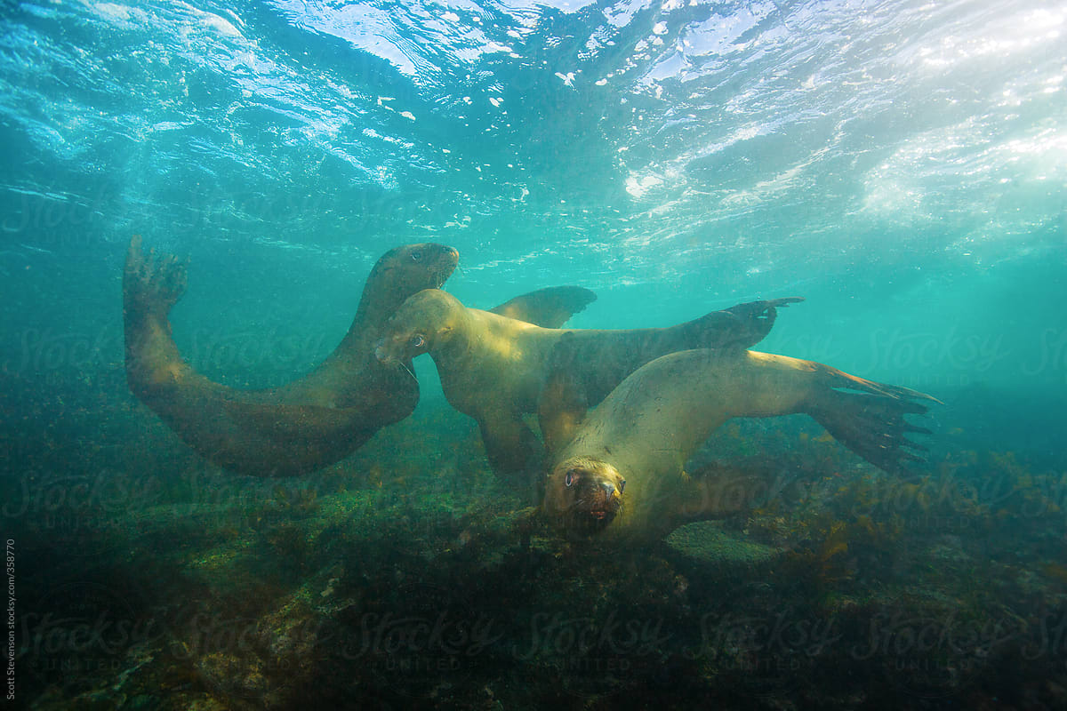Steller Sea lion swimming in shallow water
