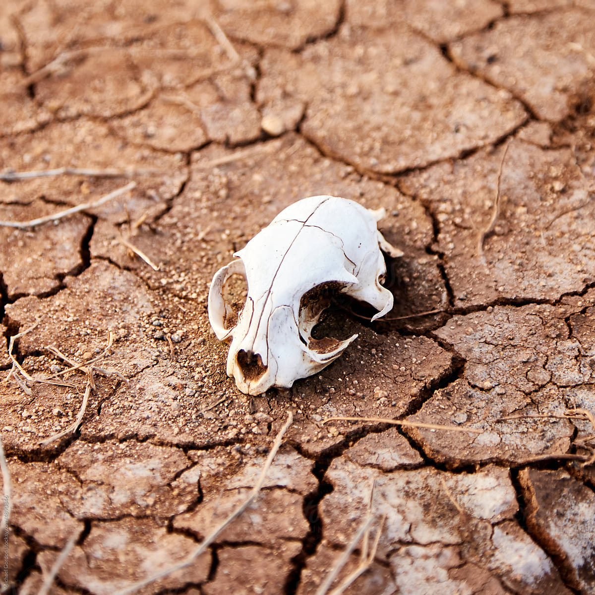 Animal skull on ground in desert