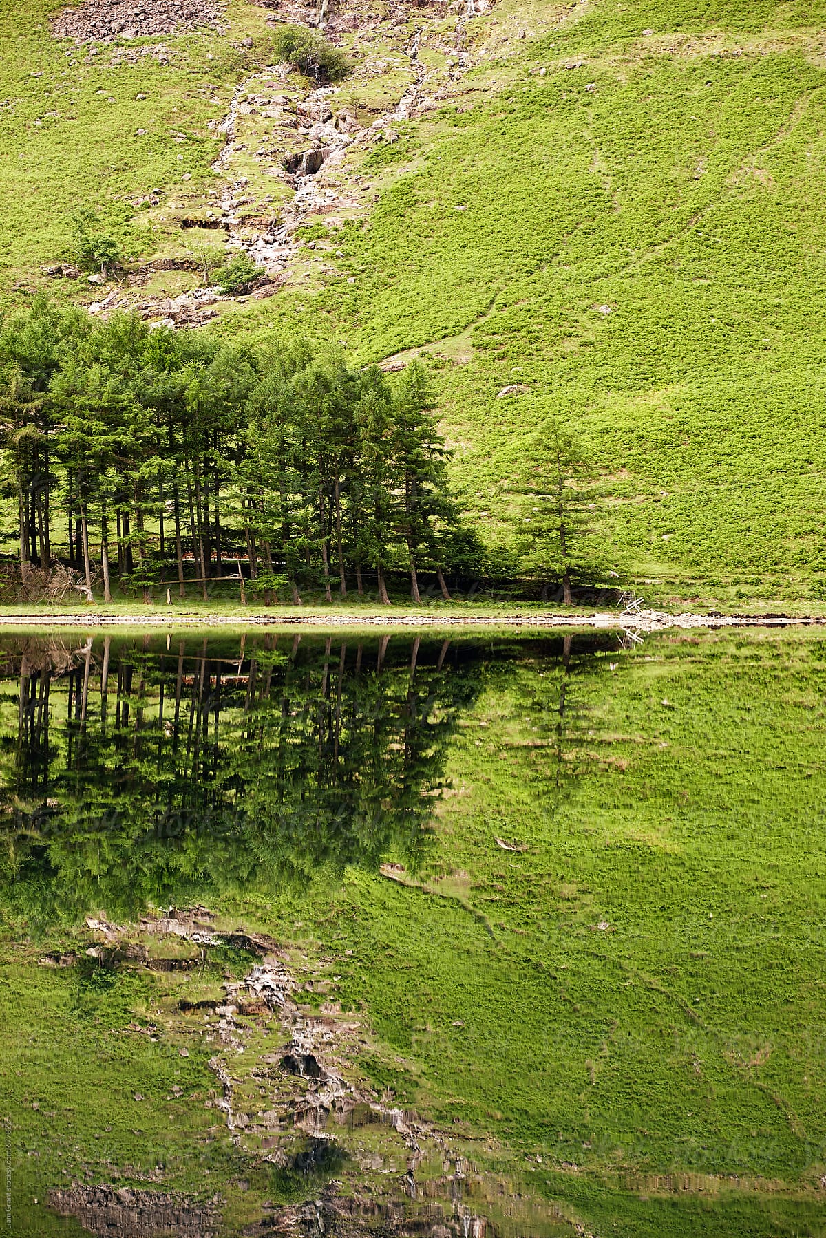 Trees and mountainside reflected in the surface of Buttermere lake. Cumbria, UK.