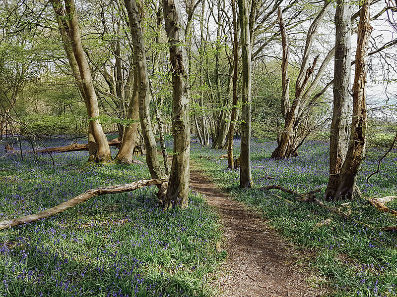 Path through bluebells in deciduous woodland. Wayland wood, Norfolk, UK.