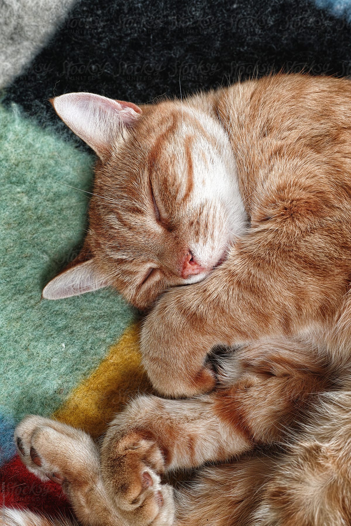 Ginger tom cat sleeping on a blanket