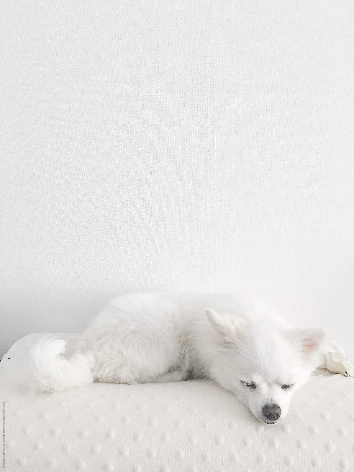 Little White Dog Is Sleeping By Karyna Bartashevich