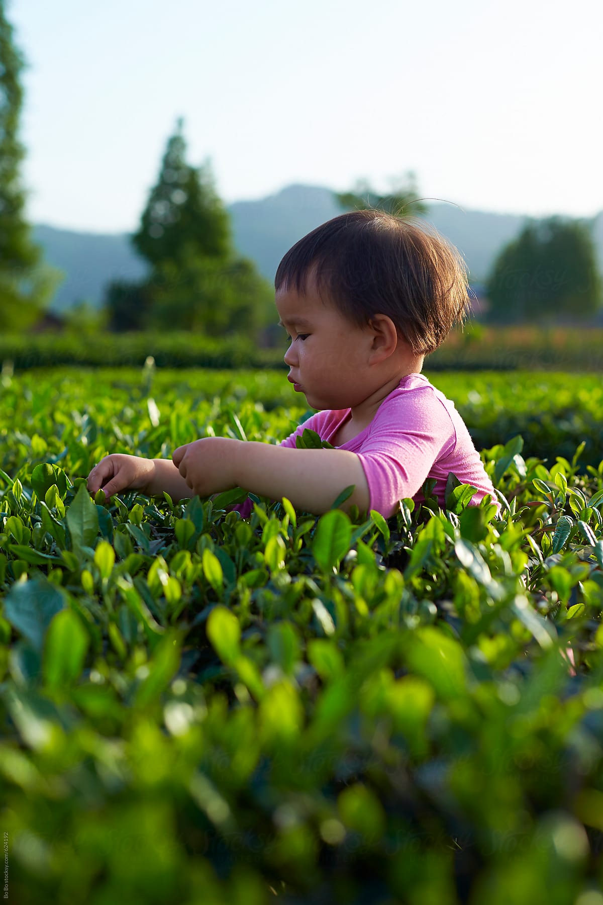 little girl picking tea in the tea plantation