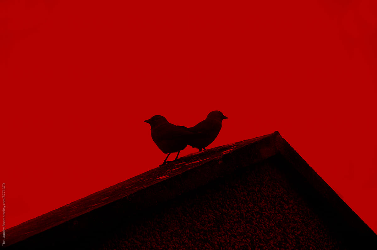 Two crows on a rooftop