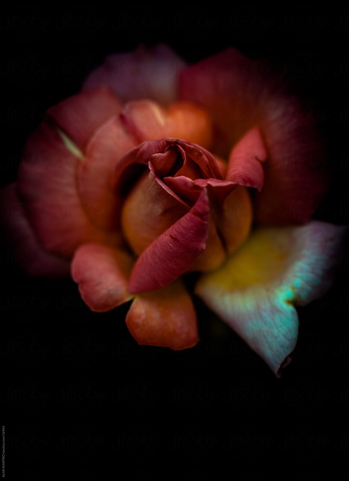 Multicolored rose pursing it\'s \