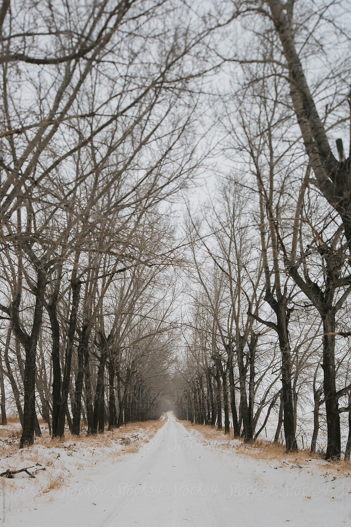 Tilt-shift perspective of a long, tree-lined driveway in winter
