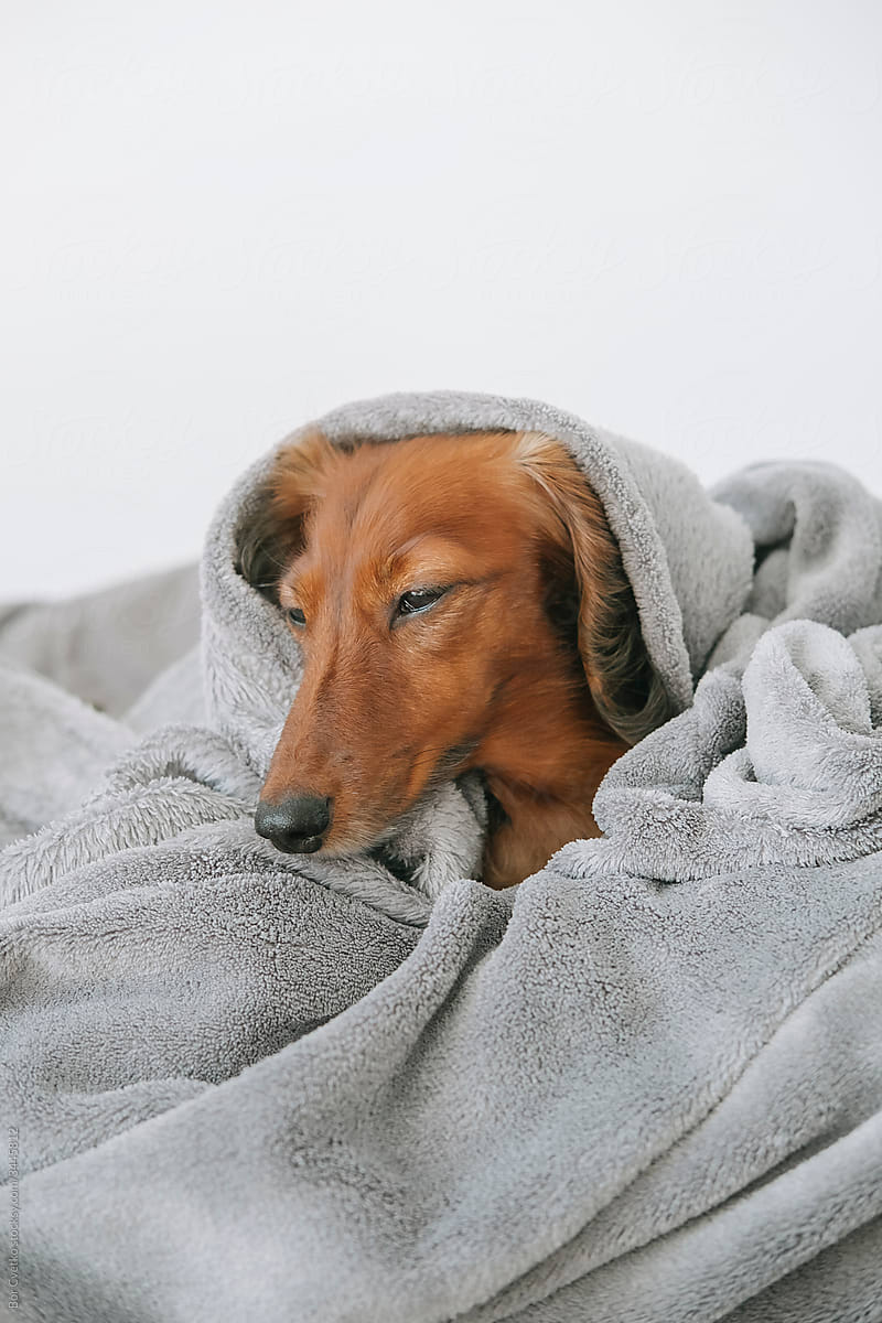 Dog covered with a blanket