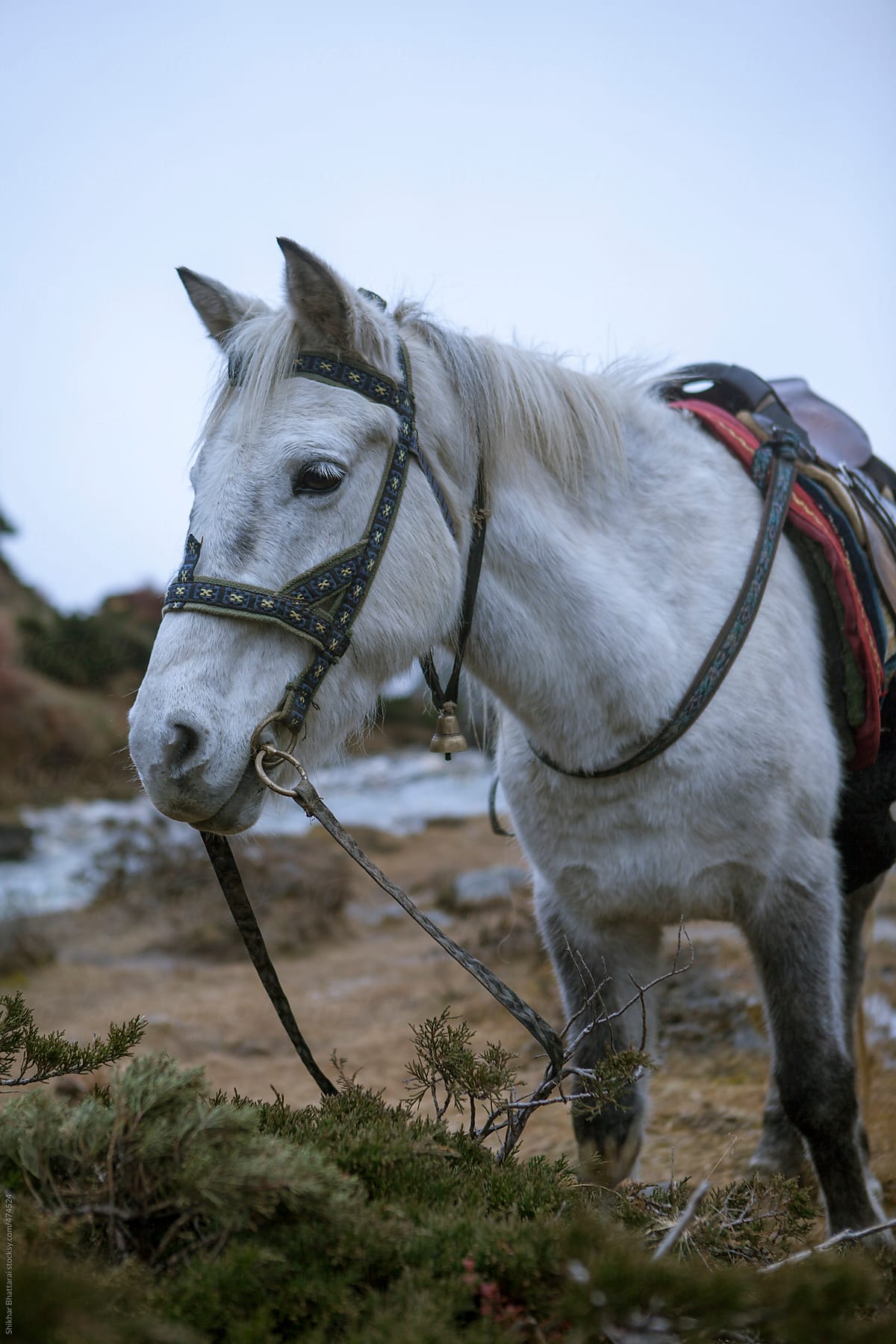 White horse tied to a leash.