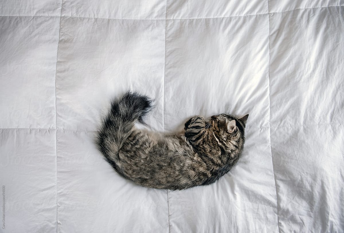 Tabby cat sleeps on a white down comforter