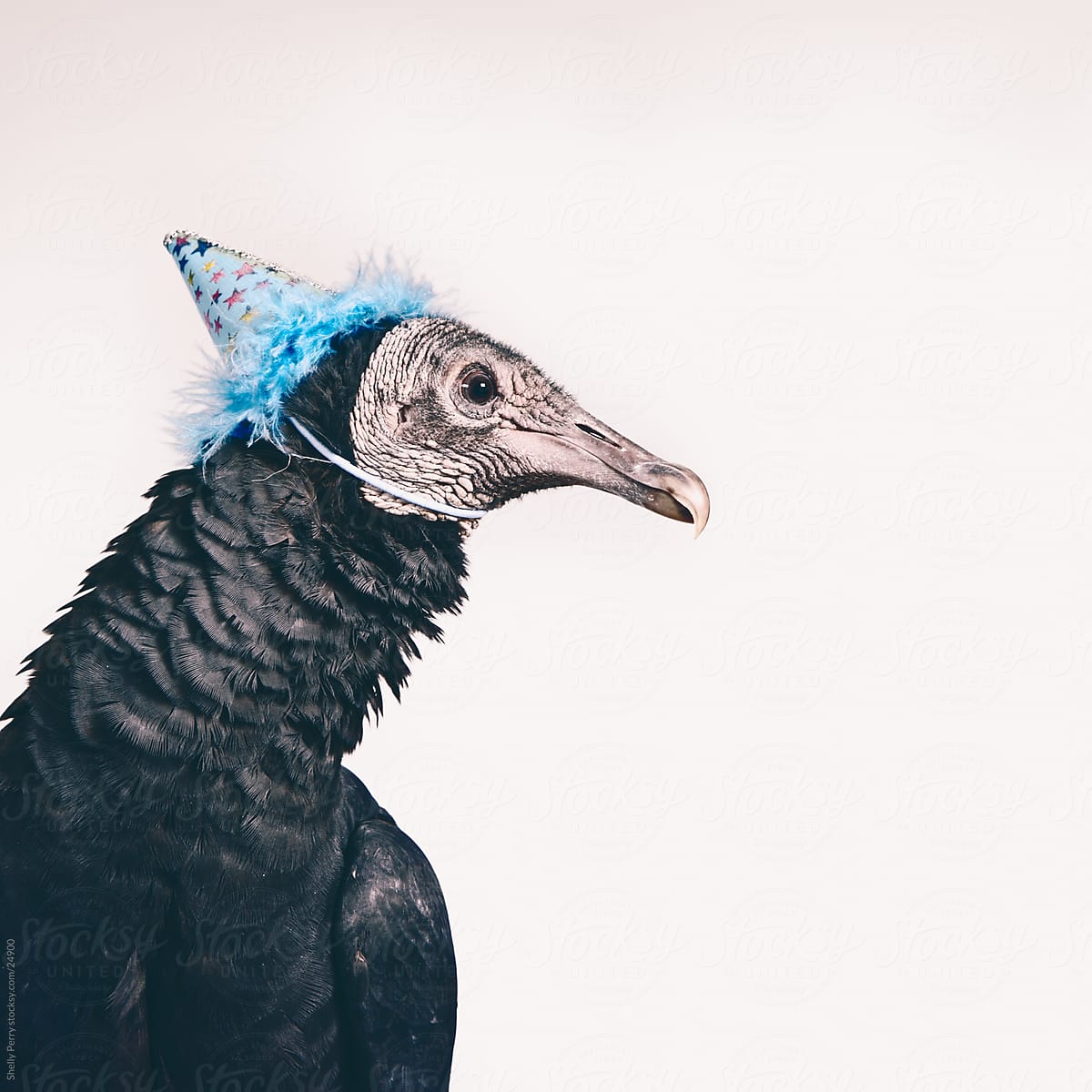 Studio Shot of a Vulture in a Party Hat