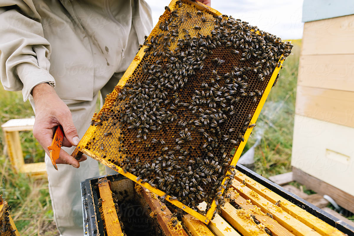 Worker honey frame beehive