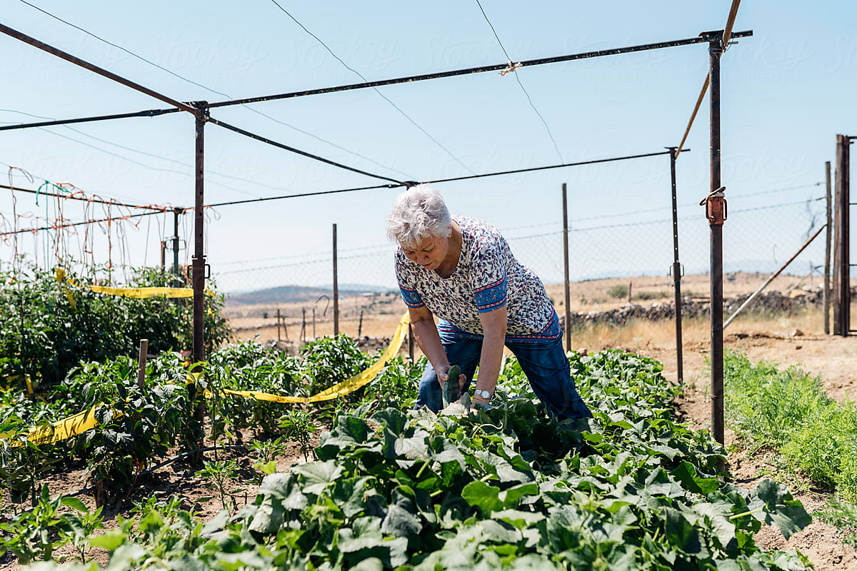 Senior woman collecting vegetables