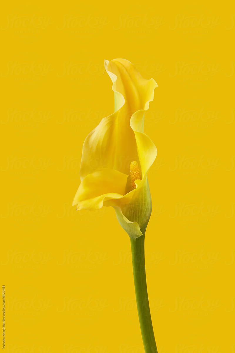 Close up of Calla lily on yellow background.