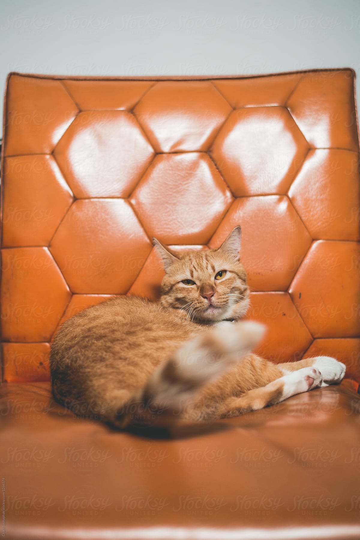 Orange Cat Sleeping on Orange Sofa