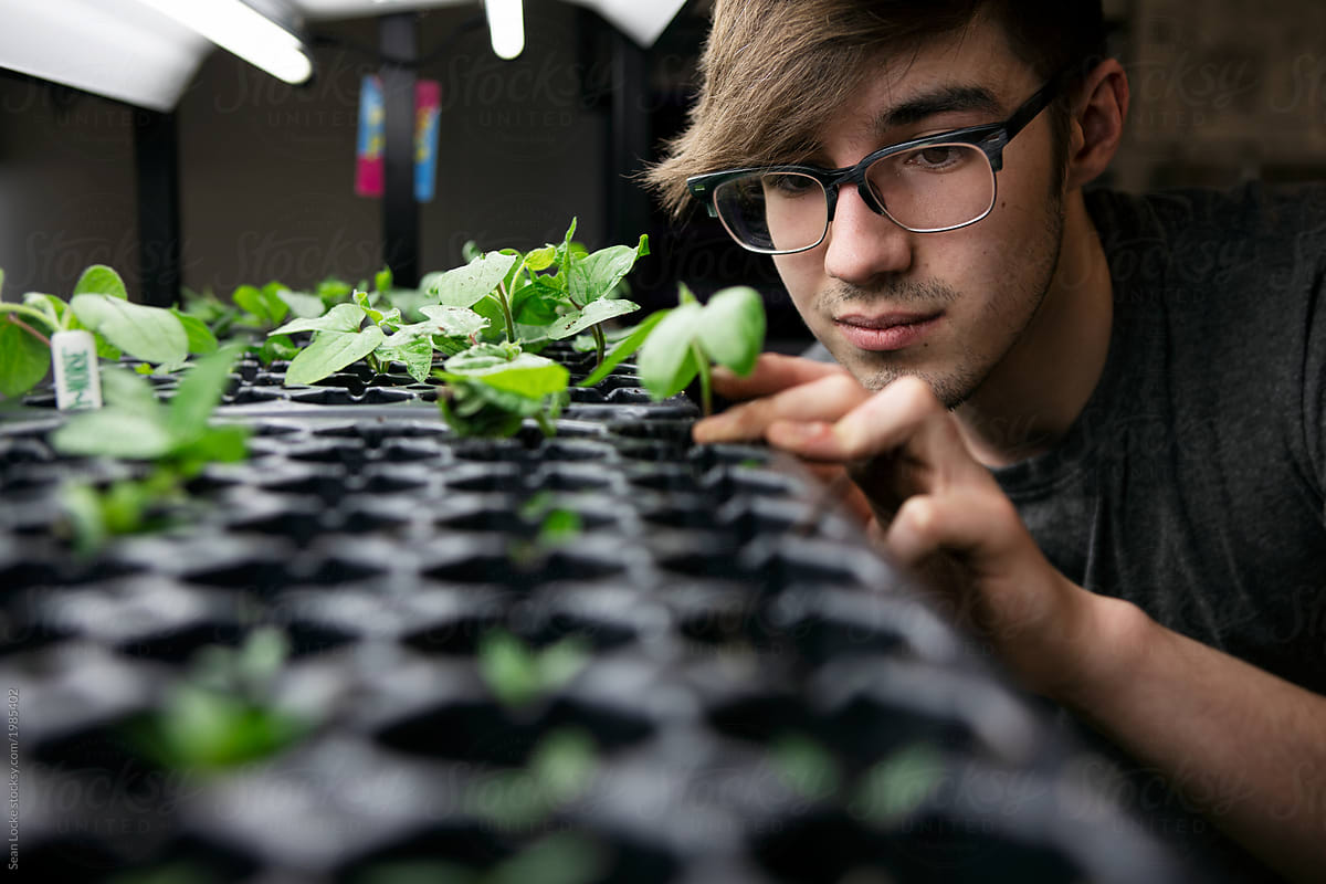 Gardening: Male Teen Examines Transplanted Seedlings