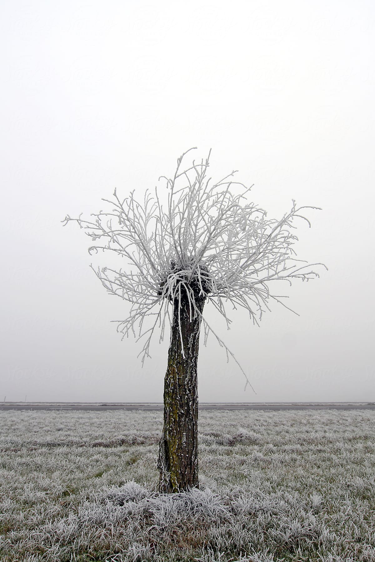 Pollarded willow in foggy field