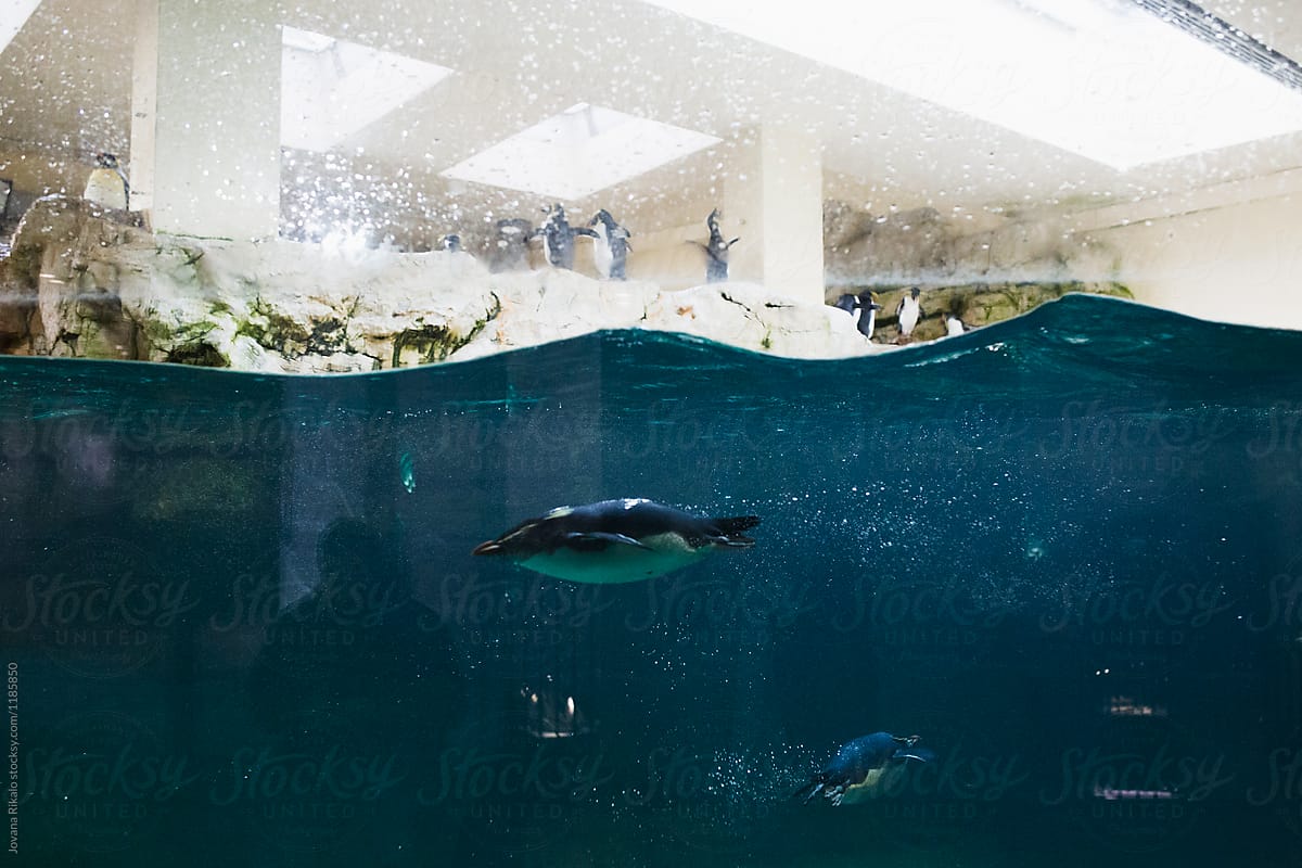 Penguins underwater