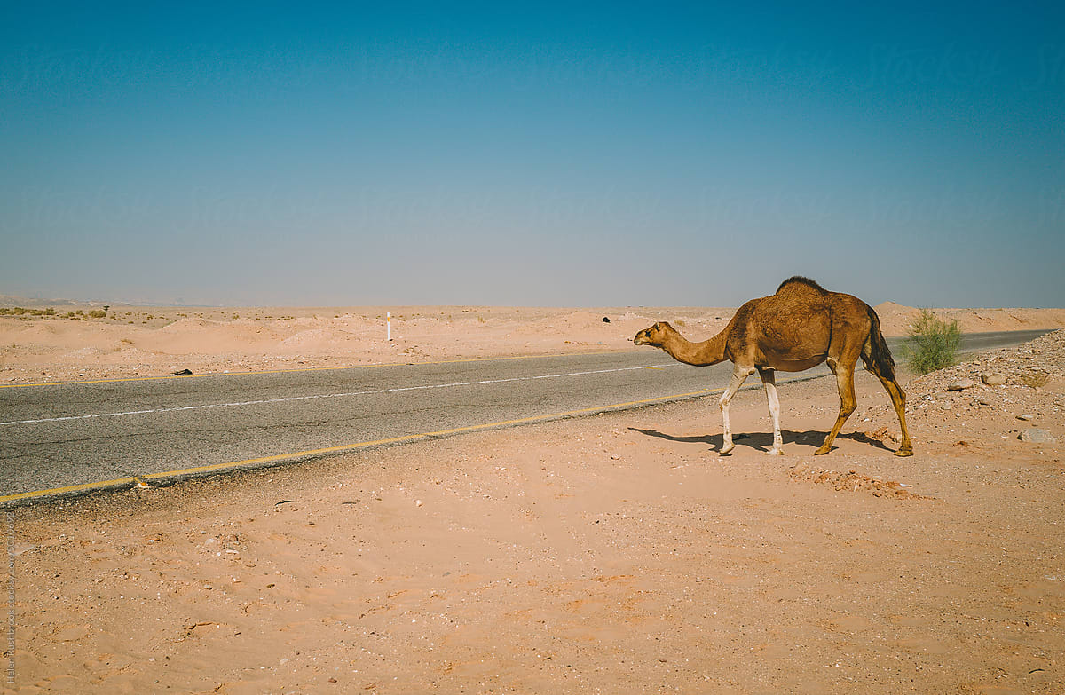Camels crossing the road near the Dead Sea in Jordan.