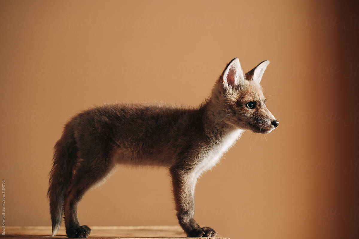Baby Fox In Front Of The Orange Background