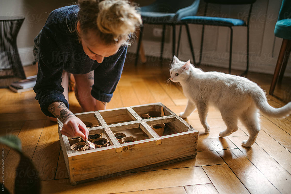 Unrecognizable female gardener planting seeds and cat walking on parquet