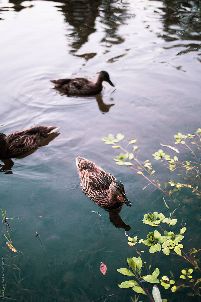 Female Mallard Ducks on California River Among Water Plants