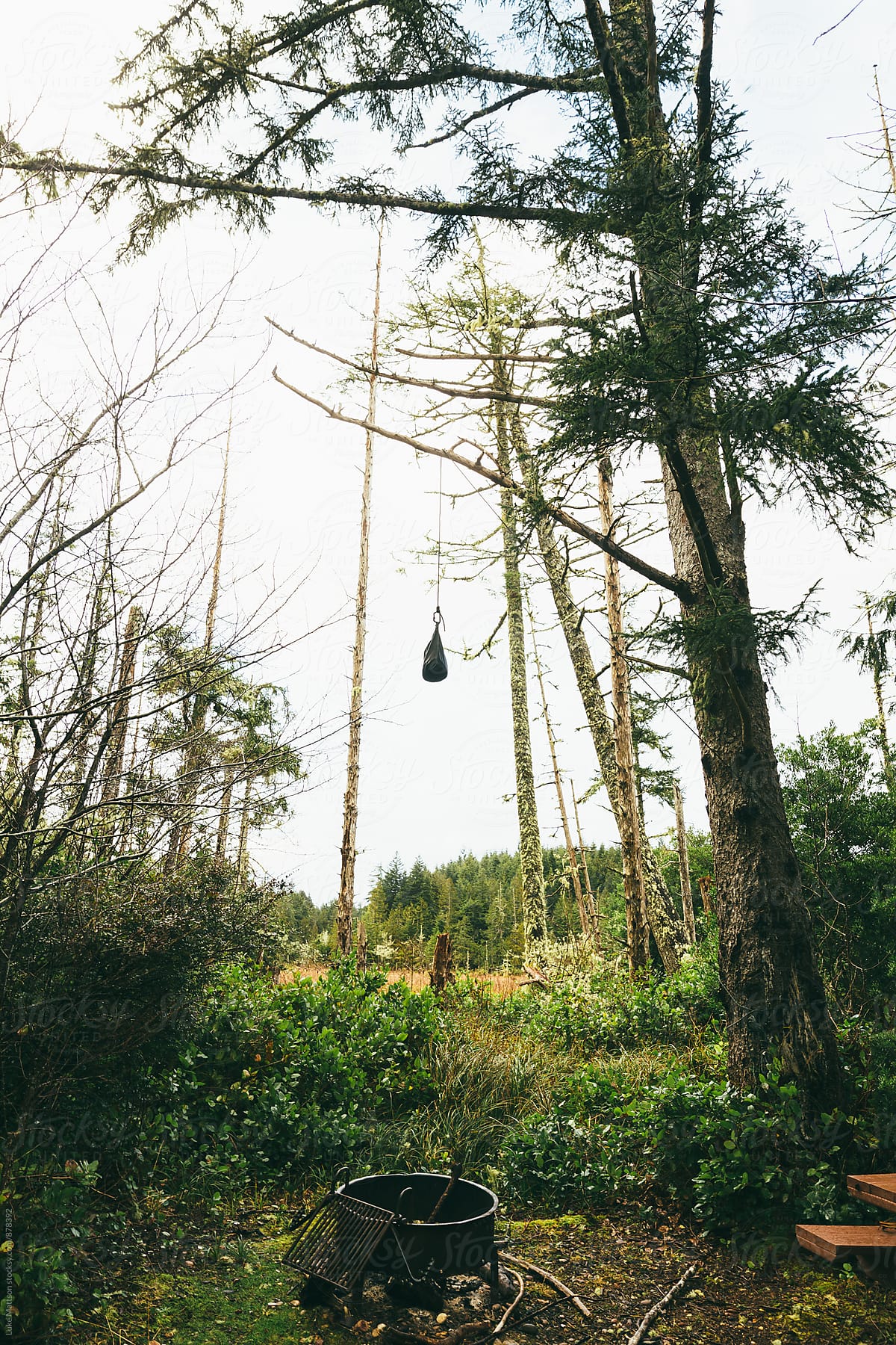 Bear Bag Hanging From Tree Branch