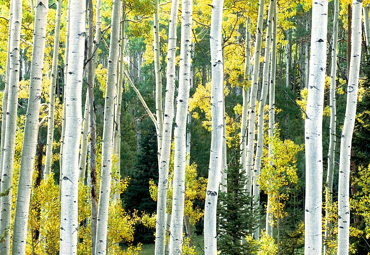 stand of aspens (populous tremuloides) in autumn foliage color golds Utah