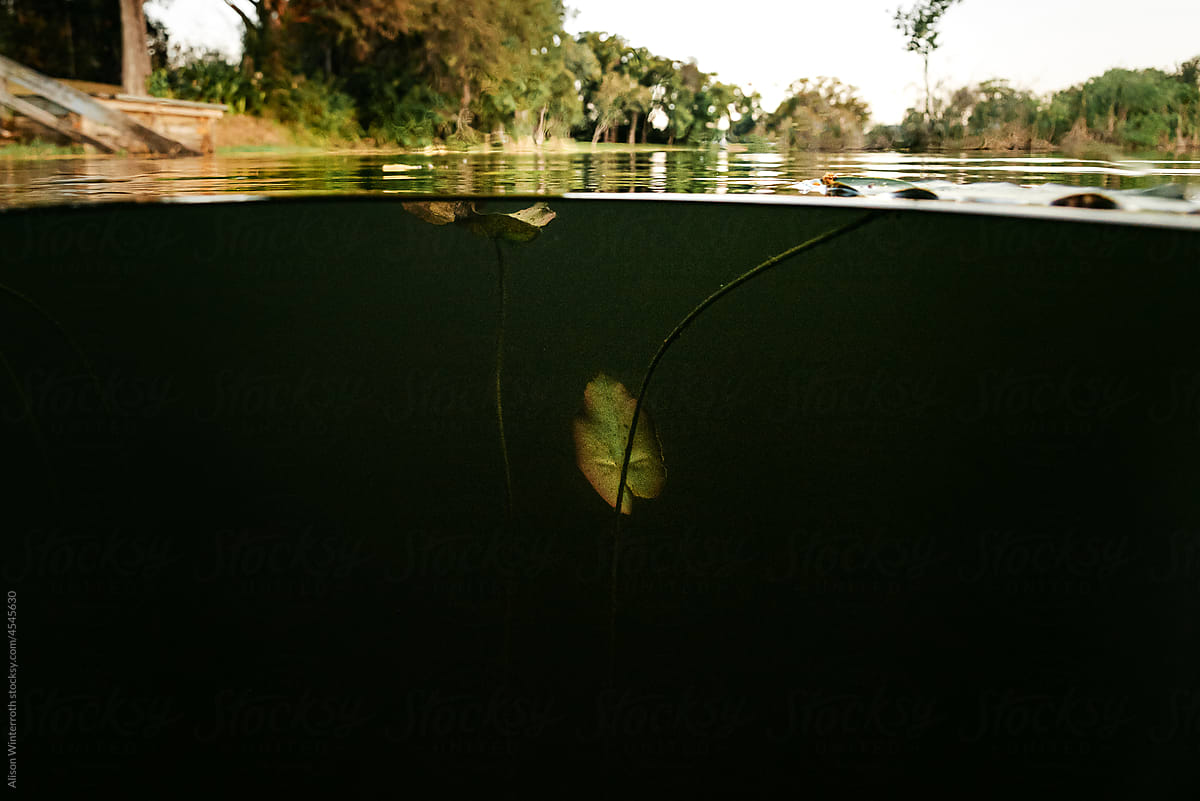 Underwater plant in a lake