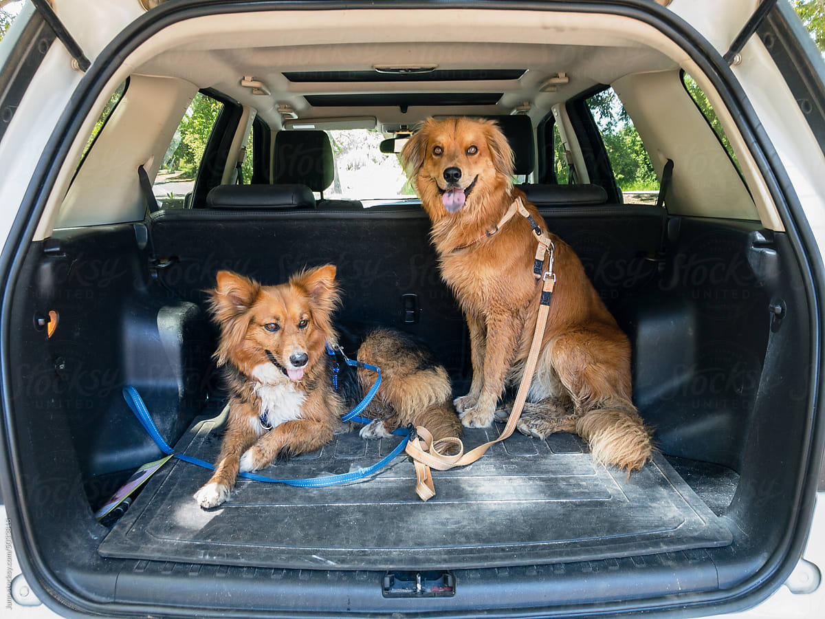 Dogs in car after a walk