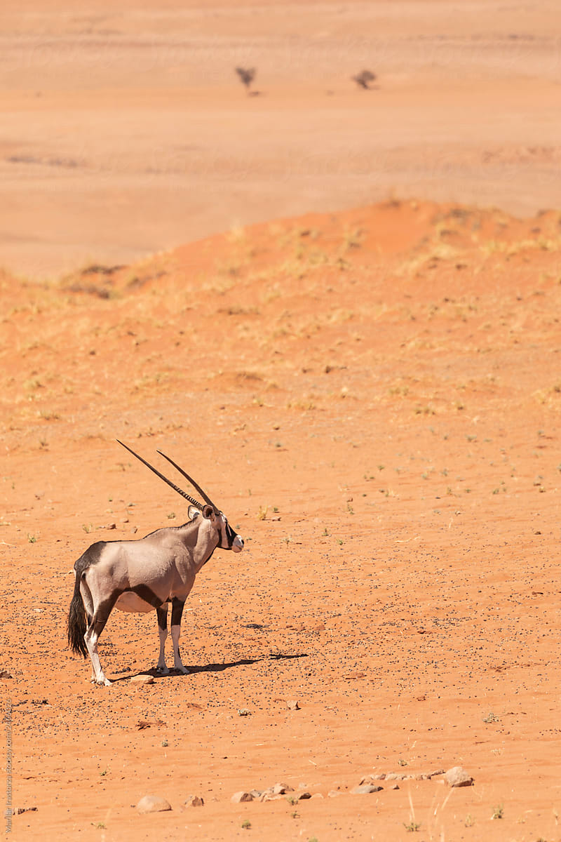 Wild Oryx In A Desert Landscape