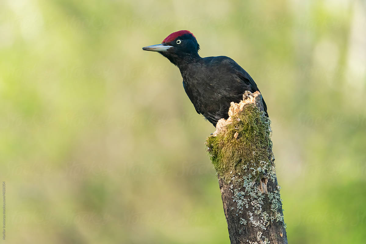 Male Black Woodpecker Perched On Tree Branch