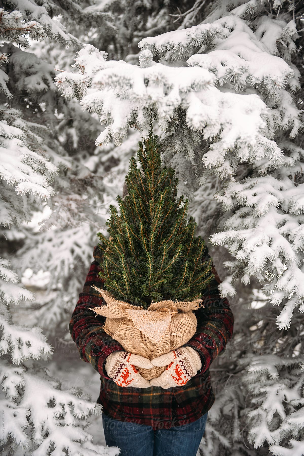Woman holding live Christmas tree outdoor