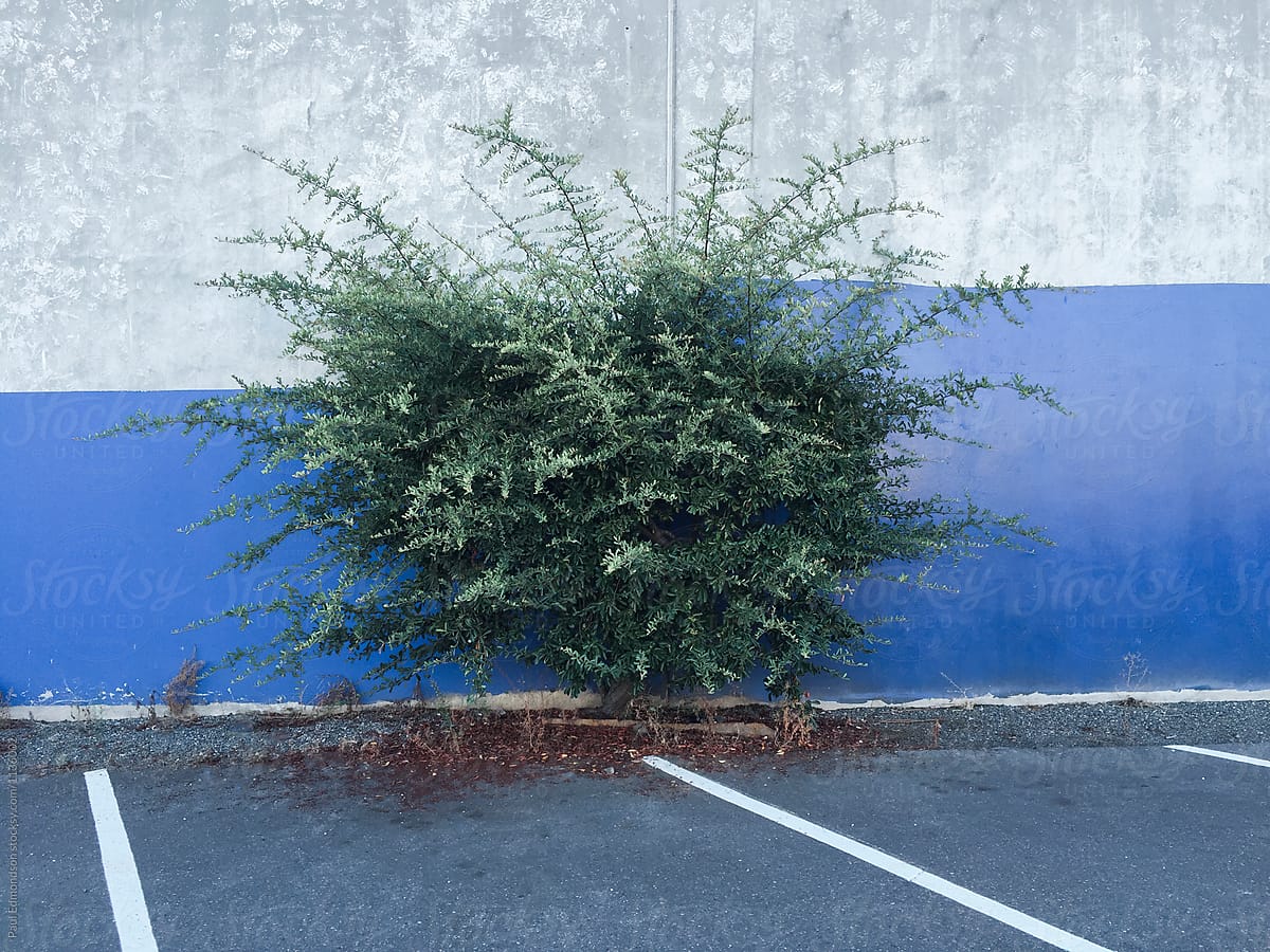 Small tree growing in front of warehouse wall and parking lot