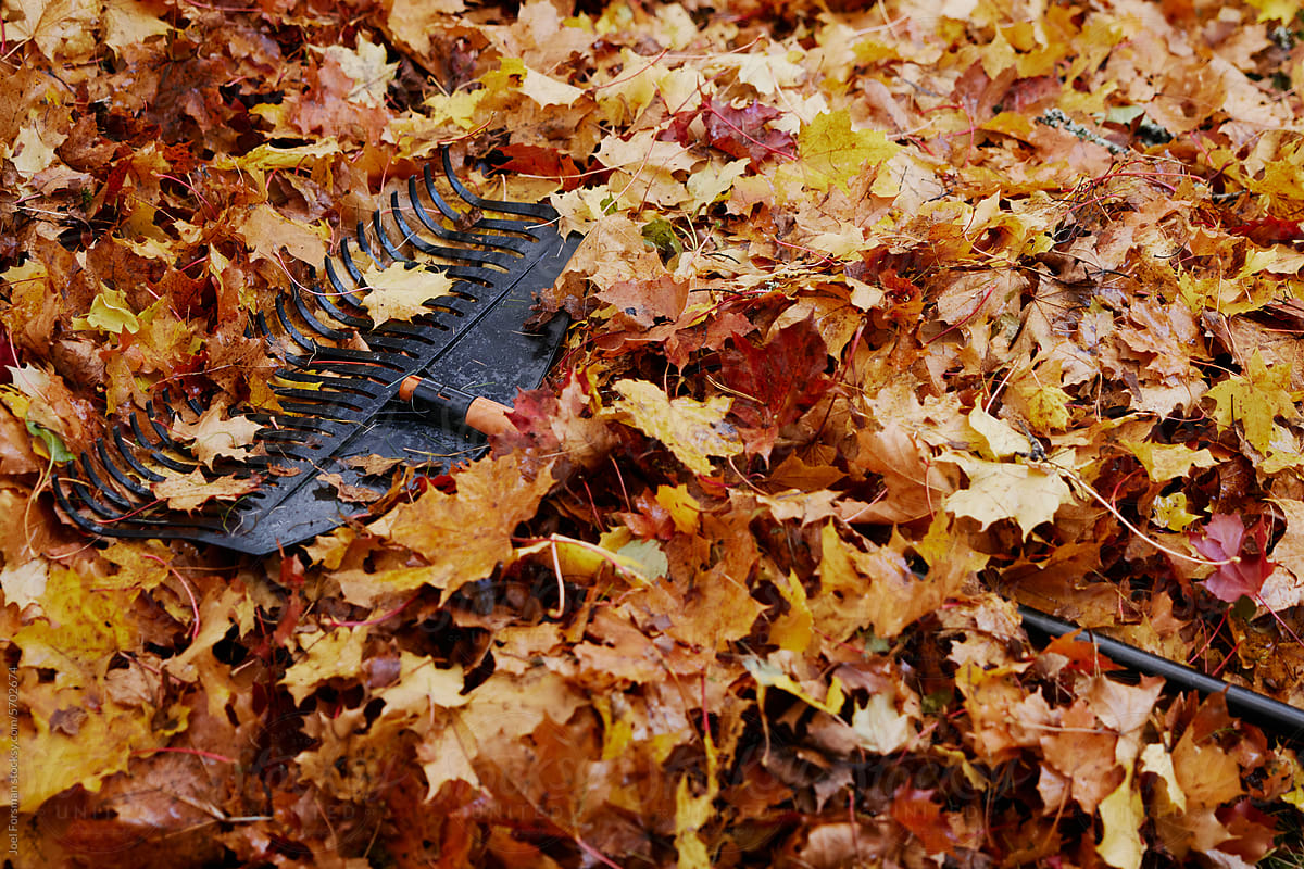 Autumn leaf texture on lawn raking and a rake on leaves